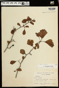 Crataegus consanguinea image