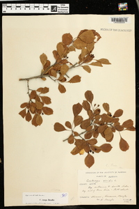 Crataegus inops image