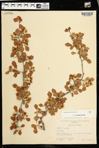 Crataegus visenda image