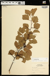 Crataegus sargentii image