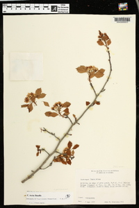 Crataegus tecta image