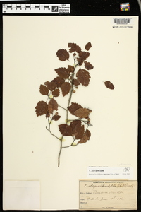 Crataegus tecta image