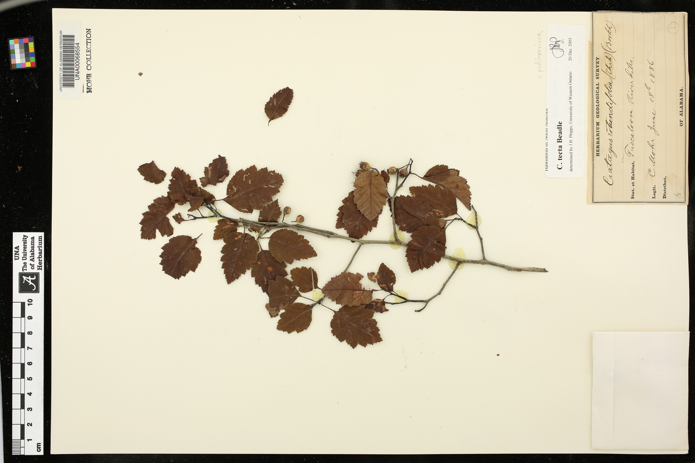 Crataegus tecta image