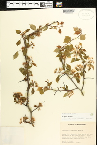 Crataegus gilva image