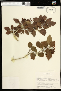 Crataegus viridis image