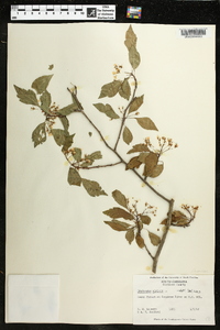 Crataegus viridis image