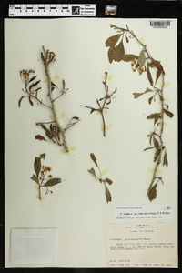 Crataegus viridis image