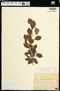 Crataegus viridis image