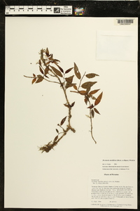 Drymonia multiflora image