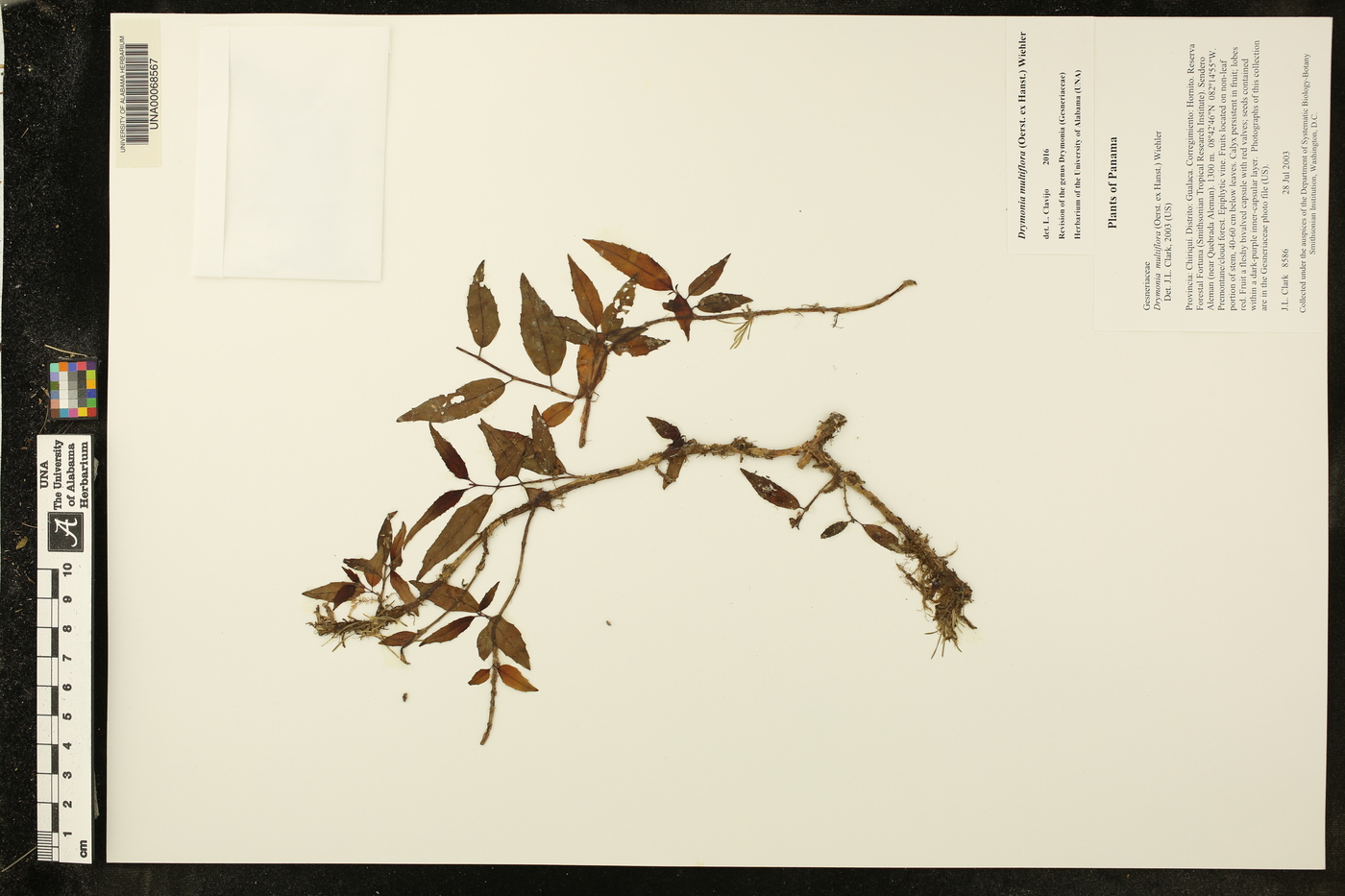 Drymonia multiflora image