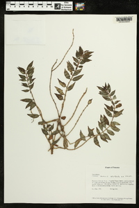 Columnea tenuis image