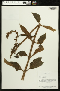 Kohleria spicata image