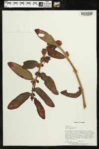 Columnea spathulata image