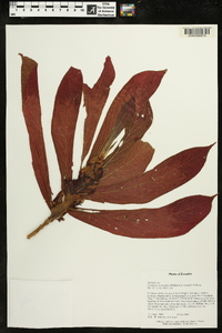 Columnea medicinalis image