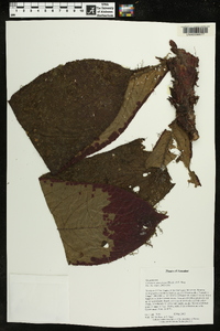 Image of Columnea asteroloma