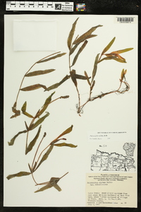 Potamogeton alpinus image