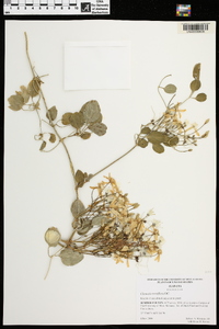 Clematis terniflora image