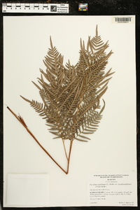 Pteridium aquilinum subsp. pseudocaudatum image