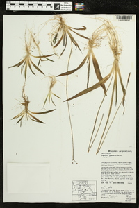 Sagittaria graminea image