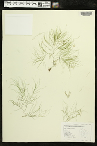 Potamogeton confervoides image