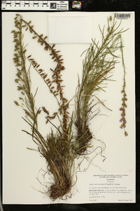 Liatris microcephala image