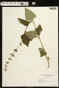 Salvia urticifolia image