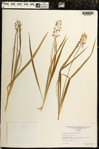 Camassia scilloides image