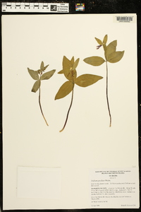 Trillium pusillum image