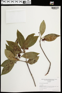 Illicium floridanum image