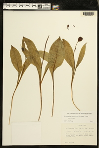 Erythronium americanum subsp. americanum image