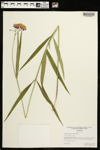 Asclepias lanceolata image