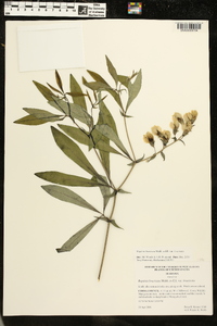 Baptisia bracteata var. bracteata image