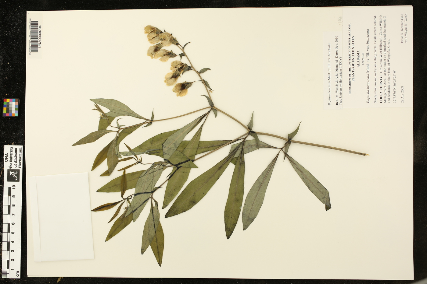 Baptisia bracteata var. bracteata image