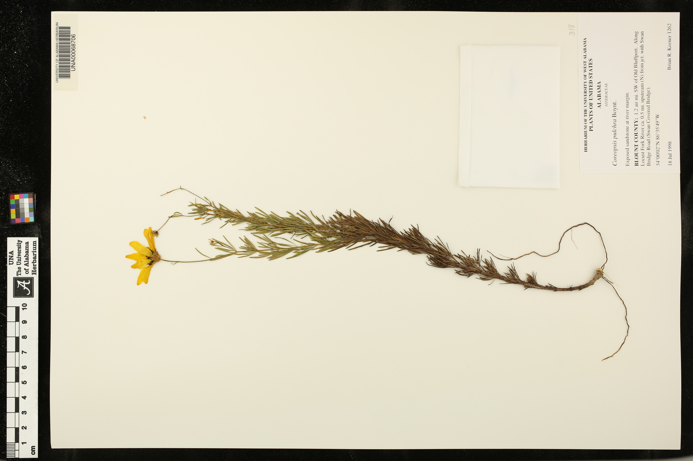 Coreopsis pulchra image