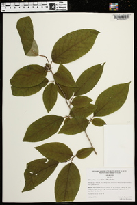 Stewartia ovata image