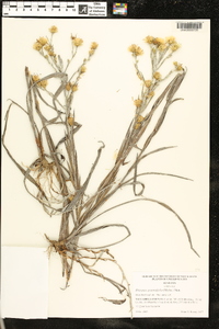 Pityopsis graminifolia image