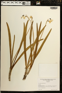 Leucojum aestivum image