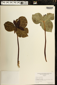 Trillium cuneatum image