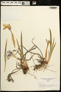 Iris verna image