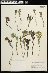 Lithospermum canescens image