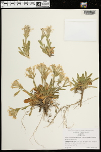 Silene caroliniana subsp. wherryi image