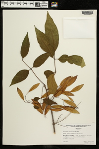 Fraxinus caroliniana image