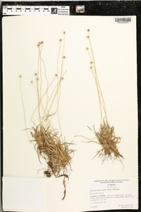 Lachnocaulon anceps image