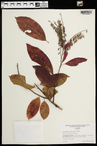 Oxydendrum arboreum image