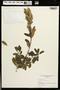 Ilex myrtifolia image