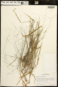 Kellochloa verrucosa image
