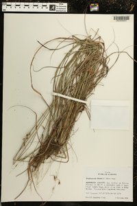 Sorghastrum elliottii image