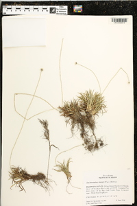 Lachnocaulon anceps image