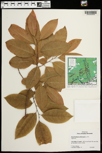 Oxydendrum arboreum image