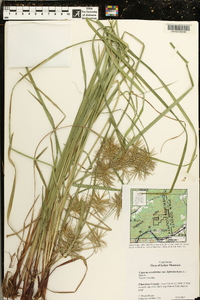 Cyperus esculentus var. leptostachyus image